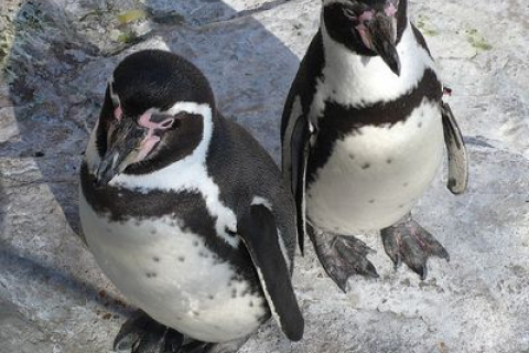 У Великобританії через похмуру погоду впали в депресію пінгвіни
