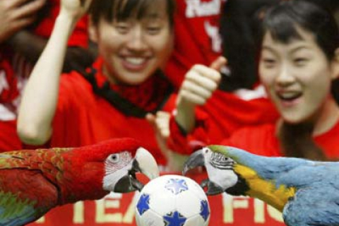 Попугаи тоже умеют играть в футбол (фоторепортаж)