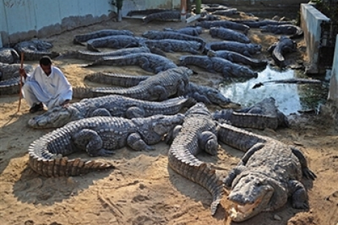 Села Нігерії заповнили змії і крокодили