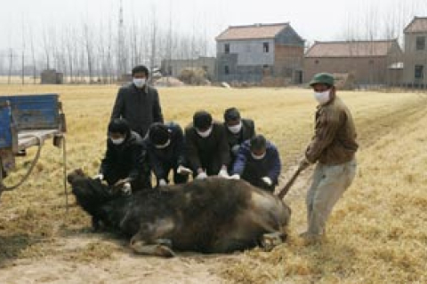 В Китае обнаружена вспышка эпидемии ящура