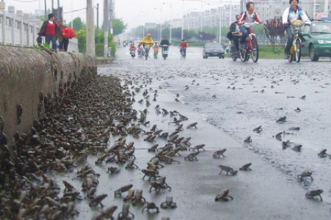 Тысячи жаб в провинции Цзянсу спасаются от неизвестного бедствия (фото)