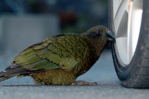 Папуга вкрав майже 1000 доларів у туриста в Новій Зеландії