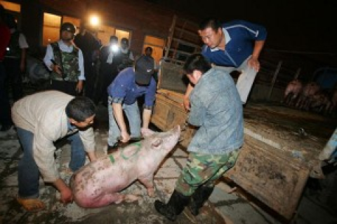 Компартія Китаю визнала свинячу епідемію в країні
