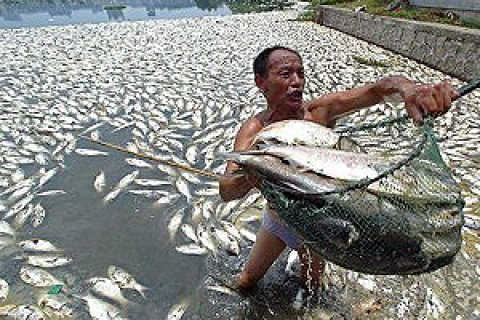 Массовая гибель рыбы произошла в озере Гуаньцяо