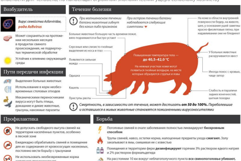 Господарствам, які втратили свиней через африканську чуму, почали виплачувати компенсації