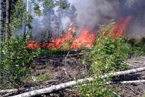 Сибирские леса охвачены пожаром