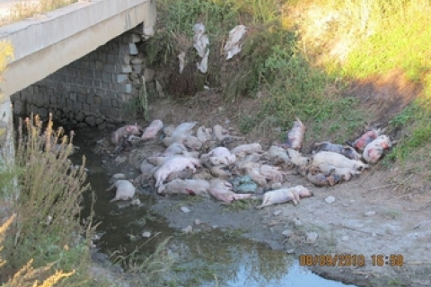 Свиная чума свирепствует на северо-востоке Китая. Власти молчат о ситуации