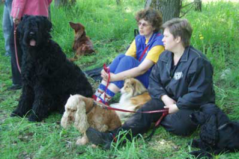 У російському місті Рибінську пройшла 48-а виставка мисливських собак (фоторепортаж, частина 1)