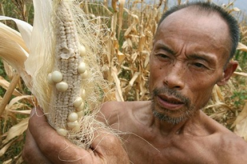 Сильная засуха на севере Китая угрожает нехваткой зерновых в стране
