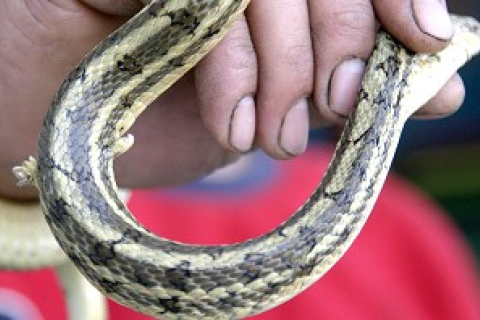 У Китаї знайдено змію з двома лапками