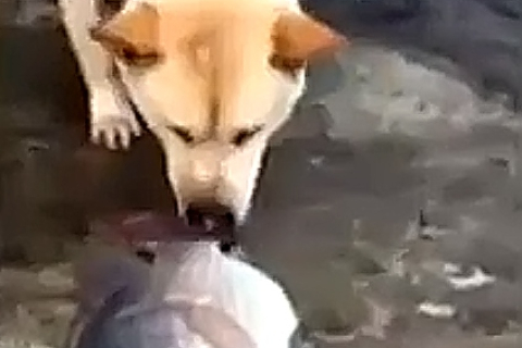 Пес, що рятує рибу, став зіркою YouTube
