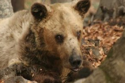 В Греції помер найстаріший ведмідь на землі