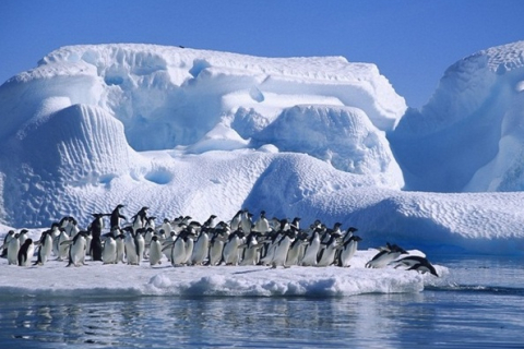 Пінгвіни — найбільш загартовані птахи