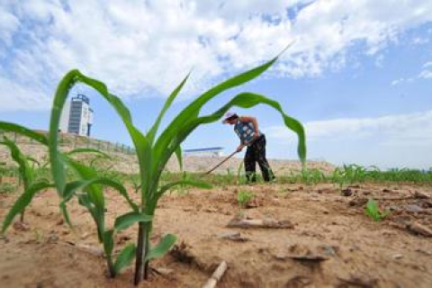 Китайська влада вважає «дуже чутливою» інформацію про причини імпорту кукурудзи