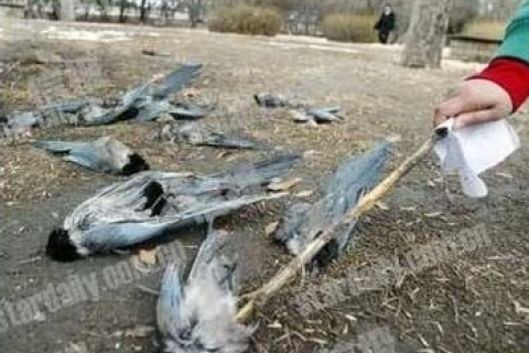 Десятки мёртвых птиц обнаружены в Пекине