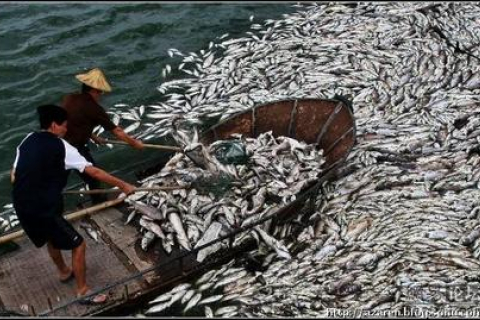 Более 2 тонн рыбы погибло о из-за жары