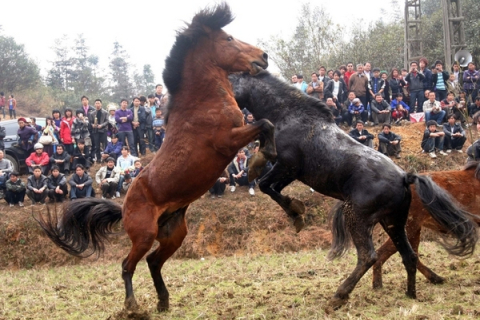Лошадиные бои устроили в Китае