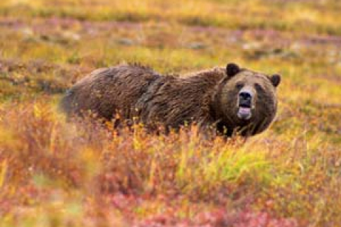 Канадські дослідники визначають місцезнаходження популяцій ведмедів гризлі за допомогою супутників