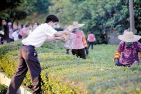 В провинции Гуандун произошло нашествие белых мышей (фото)