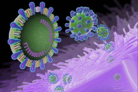 В Україні очікується новий вірус грипу - медики