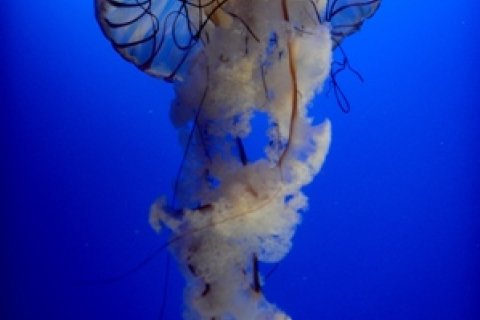 Споглядання медуз допомагає боротись зі стресом