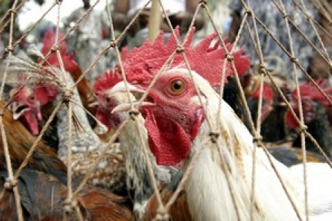 В Гуйчжоу возникла вспышка птичьего гриппа