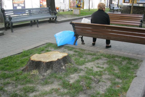 Близько 100 молодих дерев вирубали на Хрещатику за 2 тижні