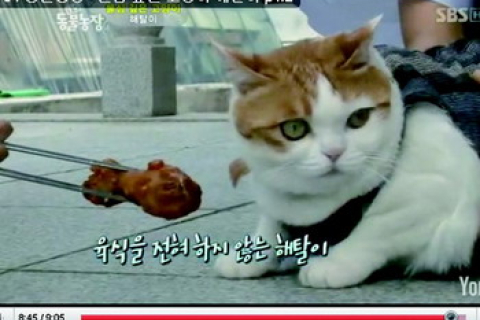 Кішка-буддист живе в храмі у Південній Кореї