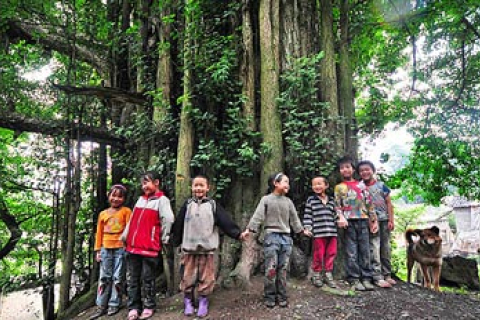 В провинции Гуйчжоу растет 4000-летнее дерево гингко 