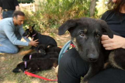 У США клонували пса-рятувальника