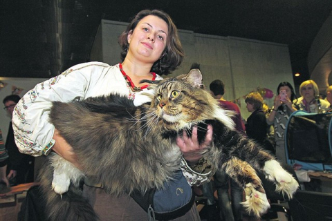 На Міжнародній виставці котів відзначили кота-гіганта