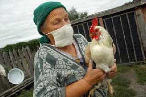 10 кілометрів відділяють Україну від „пташиного грипу'