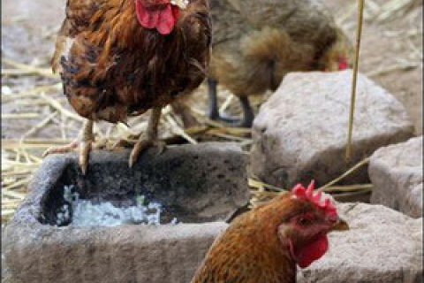 У Китаї є підозри на появу пташиного грипу, небезпечного для людини