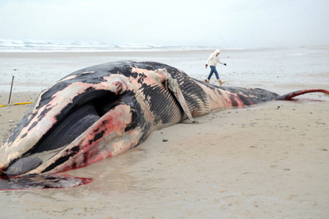 В Новой Зеландии расстреляли выбросившуюся на берег стаю китов