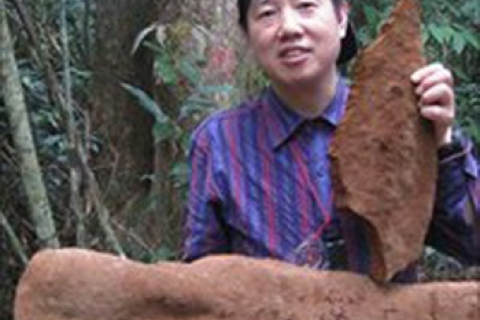 Гриб-гігант вагою в півтонни знайдено у Китаї 
