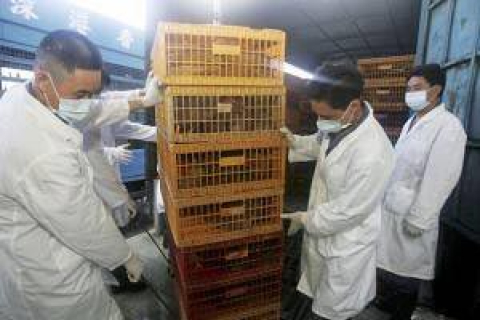 У Китаї знову спалахнув пташиний грип, було убито 350 тисяч курчат
