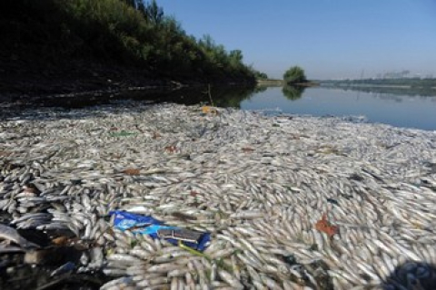 Около двух тысяч тонн рыбы погибло на юго-востоке Китая от утечки на предприятии