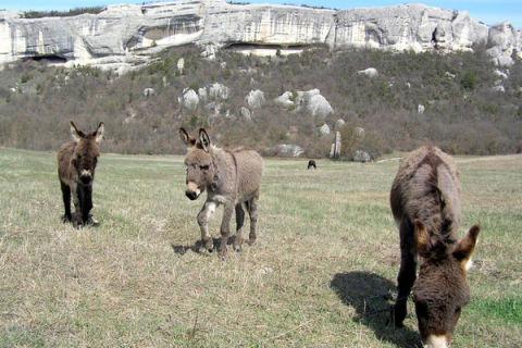 Весна в горном Крыму