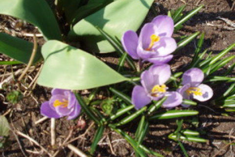 Пролісок — перша квітка весни