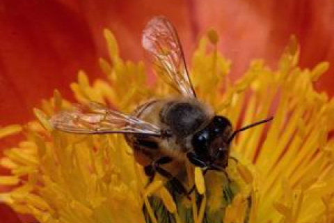 Раптове зникнення медоносних бджіл