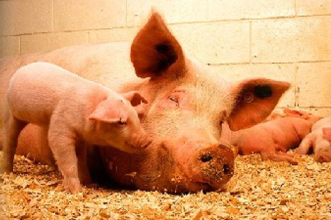 У Білорусі міняють трактори на свиней