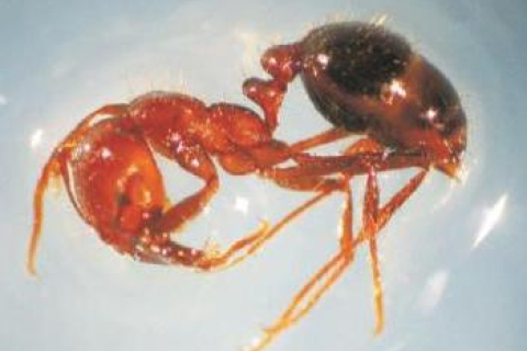 Знайдено останки найбільшого мурахи на планеті