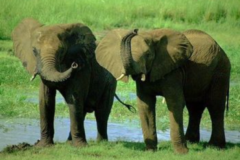 Слон - найбільша тварина 