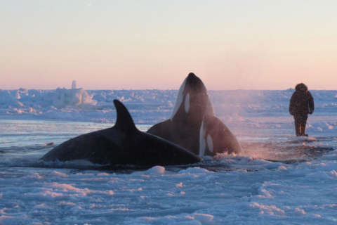 Десяток дельфінів потрапили у пастку морського льоду