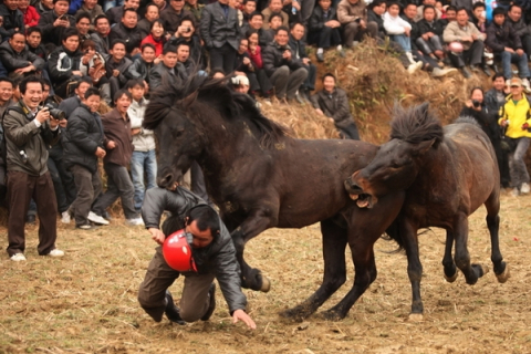 Лошадь спасла человека в Китае во время лошадиных боёв