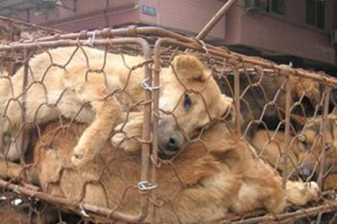 Запрет ЕС на импорт собачьего и кошачеьго меха