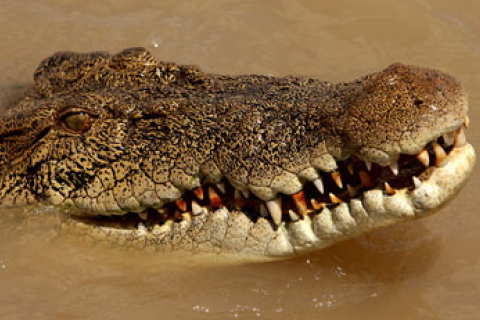 Австралієць у стані алкогольного сп'яніння осідлав крокодила 