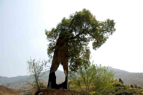 Стійке трьохсотлітнє дерево демонструє волю до життя