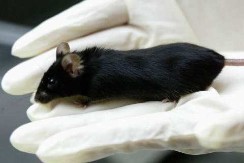 Впервые человеческую печень вырастили в теле лабораторной мыши