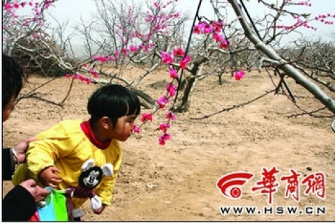 Праздник цветущих персиков в Китае проводят с искусственными цветами